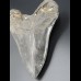 14,8cm shark tooth of Megalodon shark