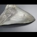 13,6cm shark tooth of Megalodon shark