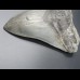 13,6cm shark tooth of Megalodon shark