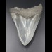 13,6cm shark tooth of Megalodon shark