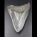 13,6cm Haizahn des Megalodon Hai