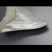 13,6cm shark tooth of Megalodon shark