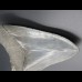 13,6cm shark tooth of Megalodon shark