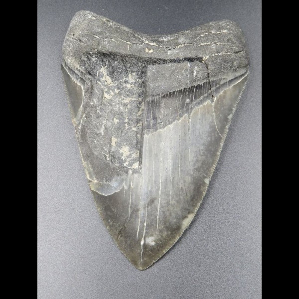 11,3cm Haizahn des Megalodon Hai