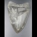 11,3cm Haizahn des Megalodon Hai