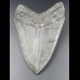 11,3cm Haizahn des Megalodon Hai