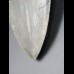 11,3cm Haizahn des Megalodon Hai