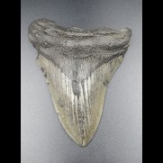 11,6cm shark tooth of Megalodon shark