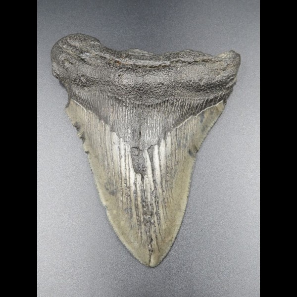 11,6cm Haizahn des Megalodon Hai