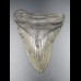 11,6cm Haizahn des Megalodon Hai