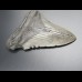 11,6cm shark tooth of Megalodon shark