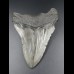 11,6cm shark tooth of Megalodon shark
