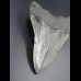 11,6cm shark tooth of Megalodon shark