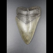 9,5cm Haizahn des Megalodon Hai