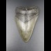 9,5cm shark tooth of Megalodon shark