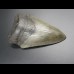 9,5cm shark tooth of Megalodon shark
