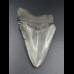 9,5cm shark tooth of Megalodon shark