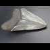 9,5cm shark tooth of Megalodon shark