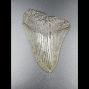 8,9cm shark tooth of Megalodon shark