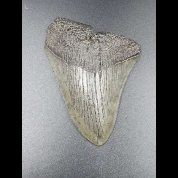 8,9cm Haizahn des Megalodon Hai