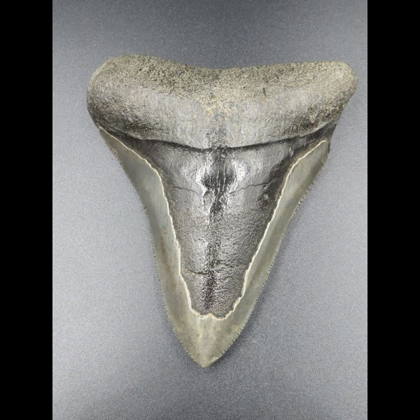 9,4cm shark tooth of Megalodon shark