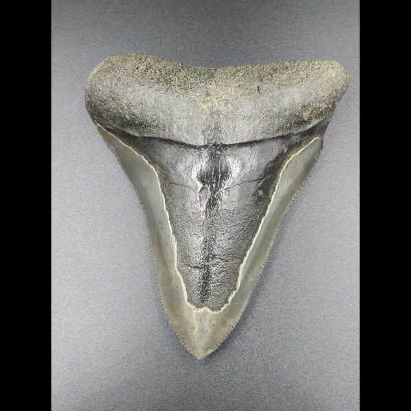 9,4cm Haizahn des Megalodon Hai