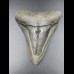 9,4cm shark tooth of Megalodon shark