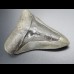 9,4cm shark tooth of Megalodon shark