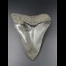 9,4cm shark tooth of Megalodon shark
