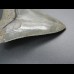 9,4cm shark tooth of Megalodon shark