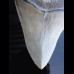 10,5cm wundervoller Megalodon Haizahn Hai