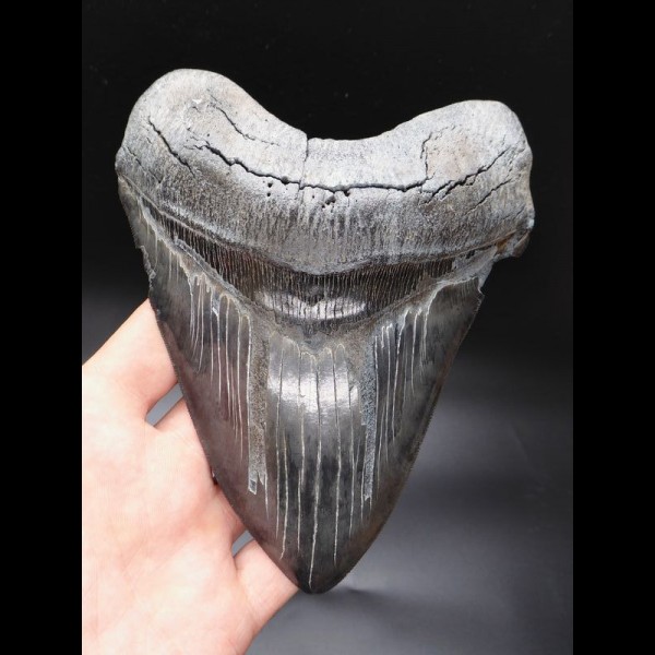 15,9cm MONSTER, sharp shark tooth of Megalodon