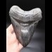 15,9cm MONSTER, sharp shark tooth of Megalodon