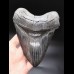 15,9cm MONSTER, scharfer Haizahn des Megalodon