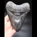 15,9cm MONSTER, scharfer Haizahn des Megalodon