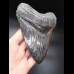 15,9cm MONSTER, scharfer Haizahn des Megalodon