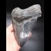 15,9cm MONSTER, sharp shark tooth of Megalodon