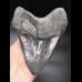 15,9cm MONSTER, scharfer Haizahn des Megalodon