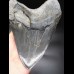 15,9cm MONSTER, scharfer Haizahn des Megalodon