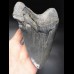 15,9cm MONSTER, scharfer Haizahn des Megalodon