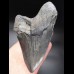 15,9cm MONSTER, sharp shark tooth of Megalodon