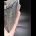 15,9cm MONSTER, scharfer Haizahn des Megalodon
