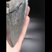15,9cm MONSTER, sharp shark tooth of Megalodon