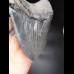 15,9cm MONSTER, scharfer Haizahn des Megalodon