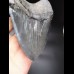 15,9cm MONSTER, sharp shark tooth of Megalodon