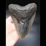 14,6cm riesiger, scharfer Megalodon Zahn