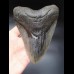 14,6cm riesiger, scharfer Megalodon Zahn