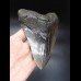 14,6cm giant, sharp Megalodon tooth