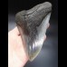 14,6cm giant, sharp Megalodon tooth