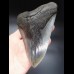 14,6cm riesiger, scharfer Megalodon Zahn